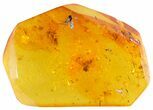 Detailed Fossil Ant & Springtail In Baltic Amber #50559-1